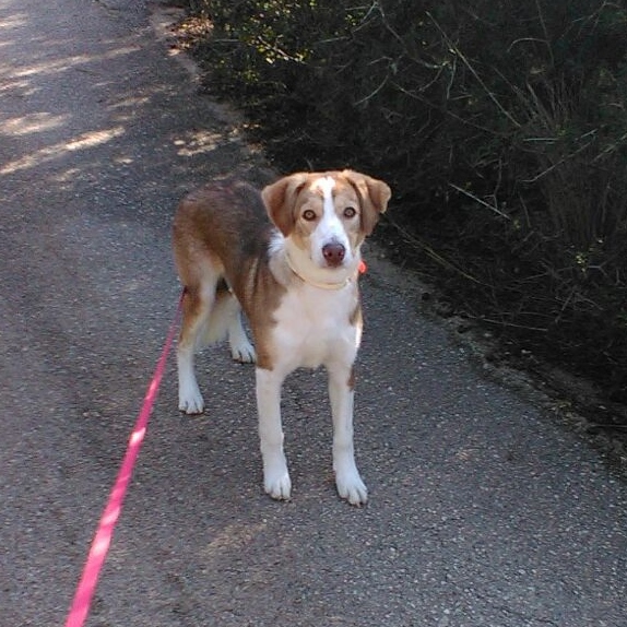 Kladower Hören Team - Hund Scooby